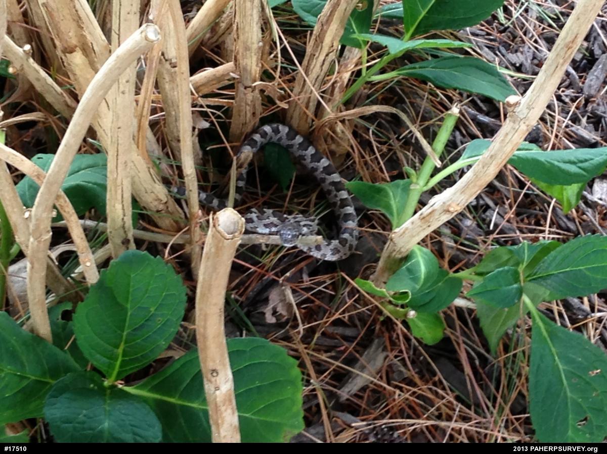 Eastern Ratsnake