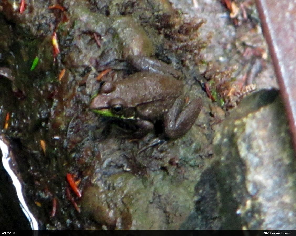Green Frog