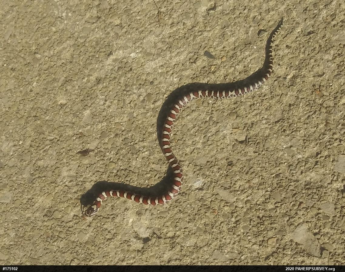 Eastern Milksnake