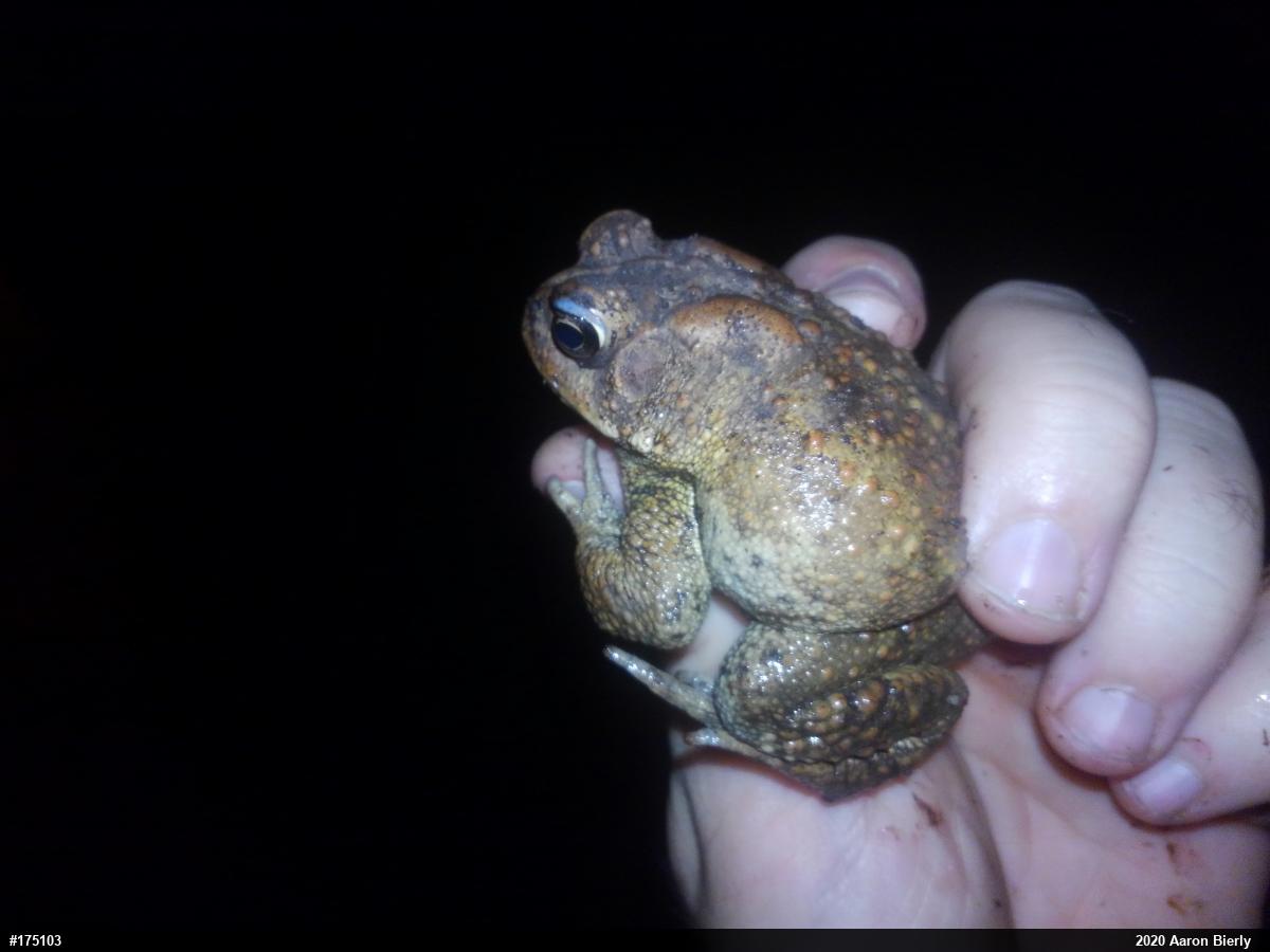 Eastern American Toad