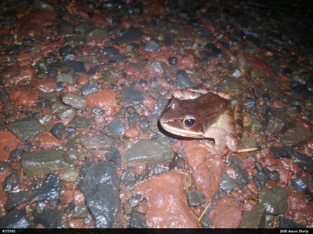 Wood Frog