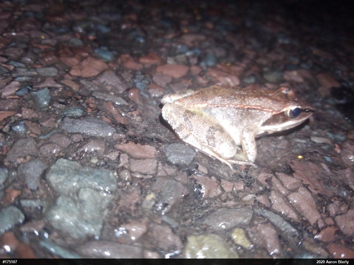 Wood Frog