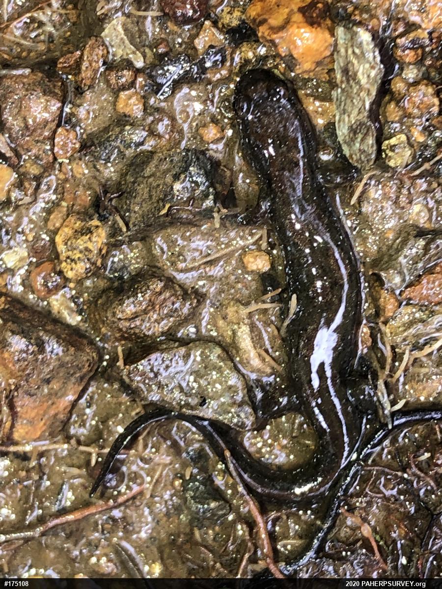 Northern Dusky Salamander