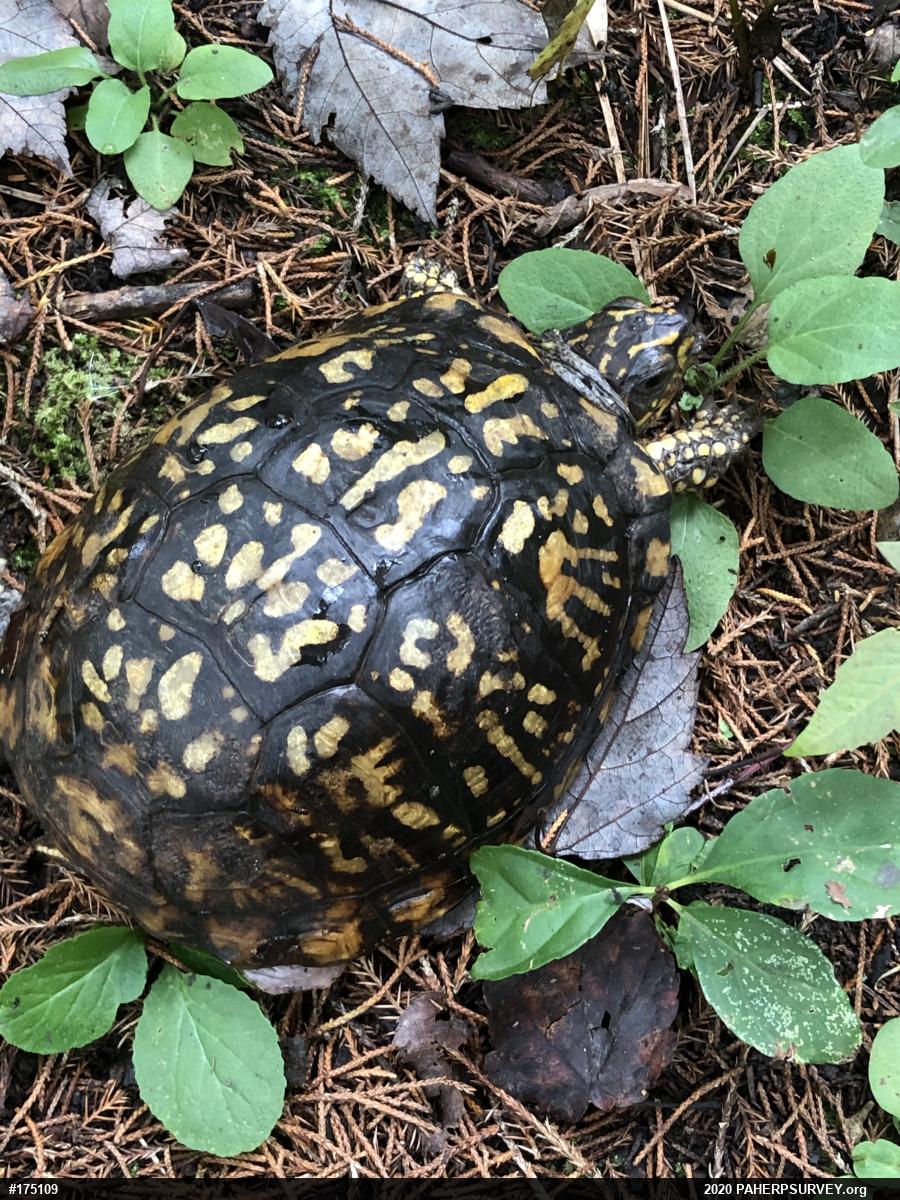 Eastern Box Turtle