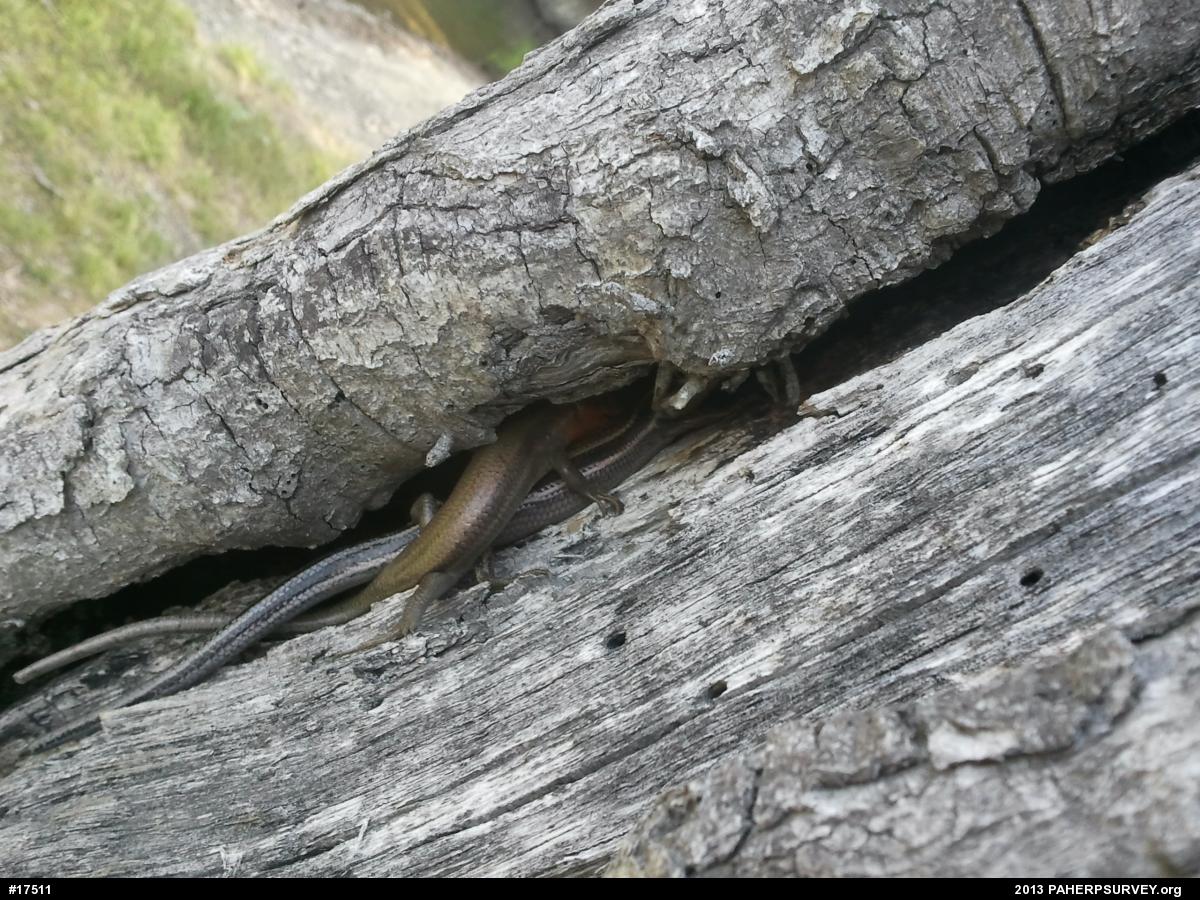 Common Five-lined Skink