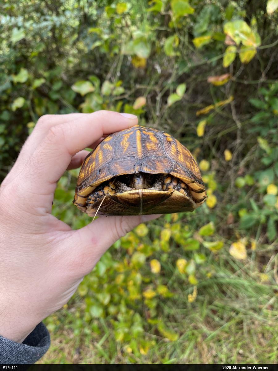 Eastern Box Turtle
