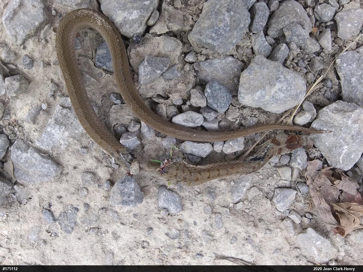 Dekay's Brownsnake