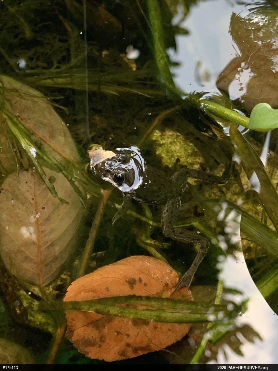 Green Frog
