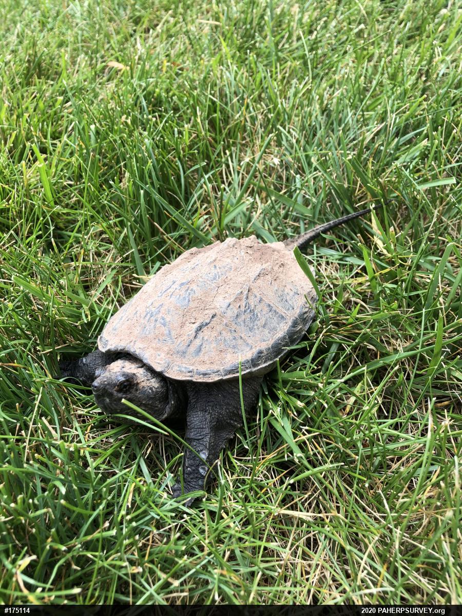 Snapping Turtle
