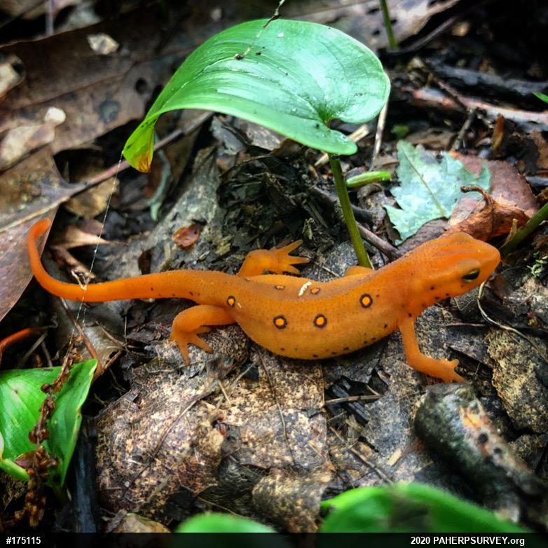 Red-spotted Newt