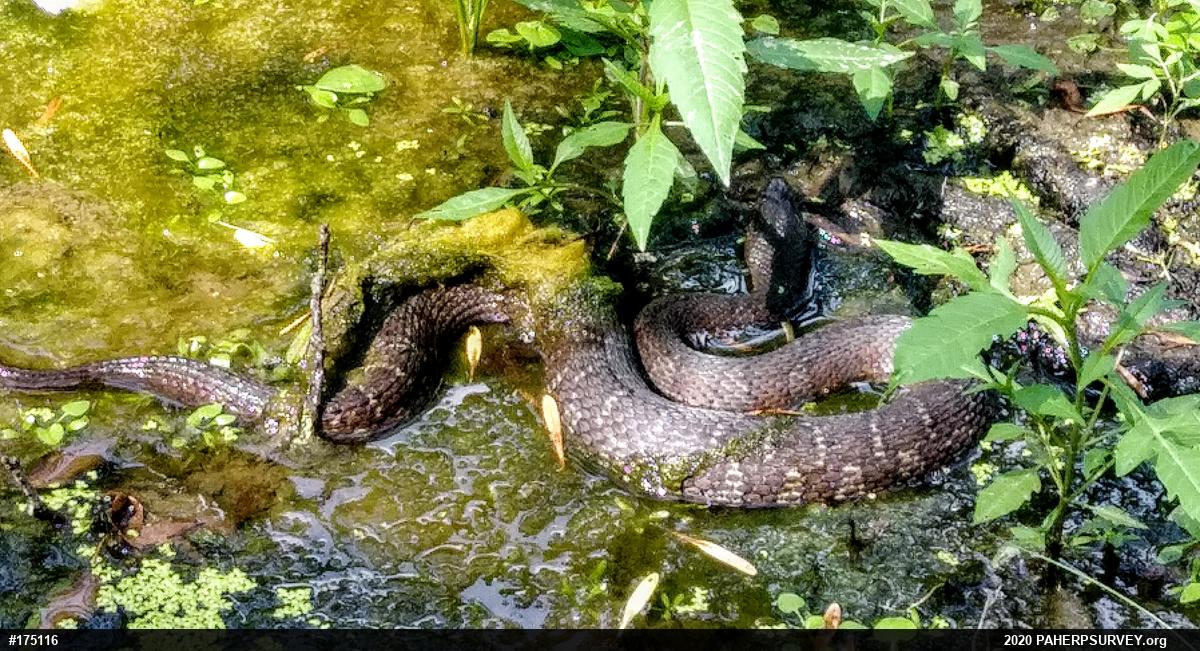 Northern Watersnake