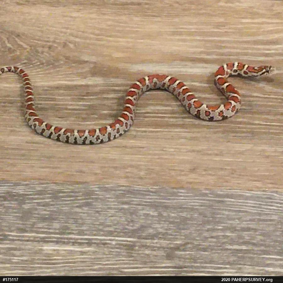 Eastern Milksnake