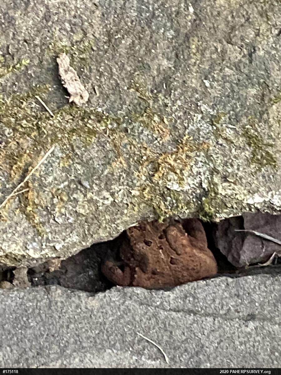 Eastern American Toad