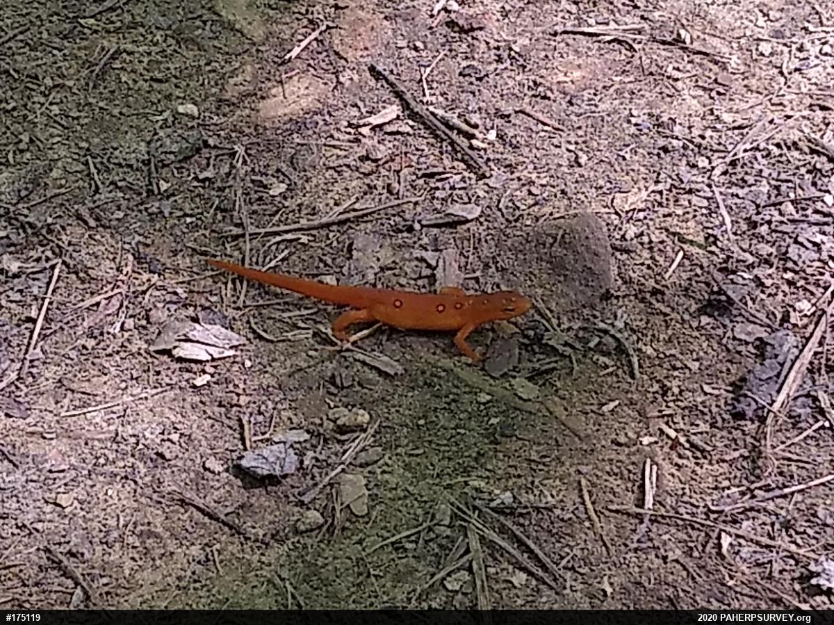 Red-spotted Newt