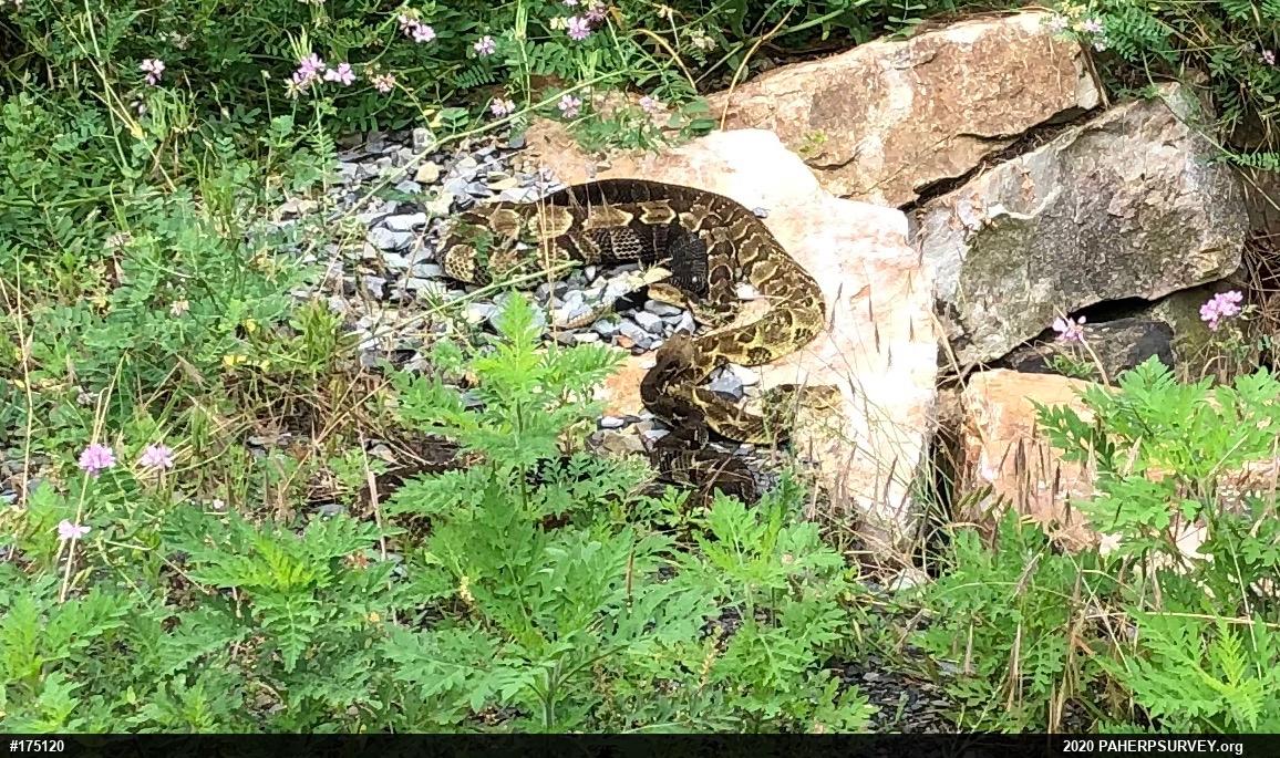 Timber Rattlesnake