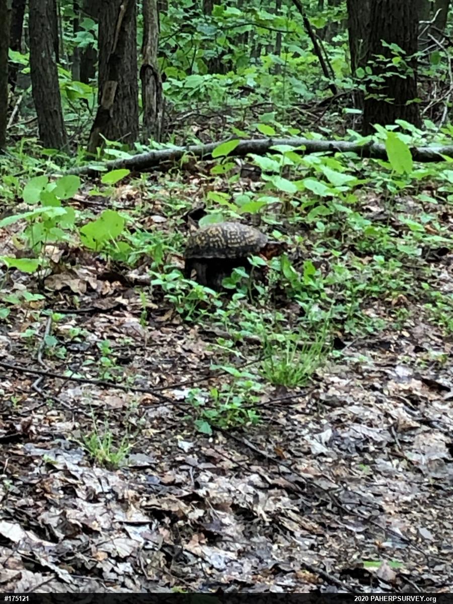Eastern Box Turtle