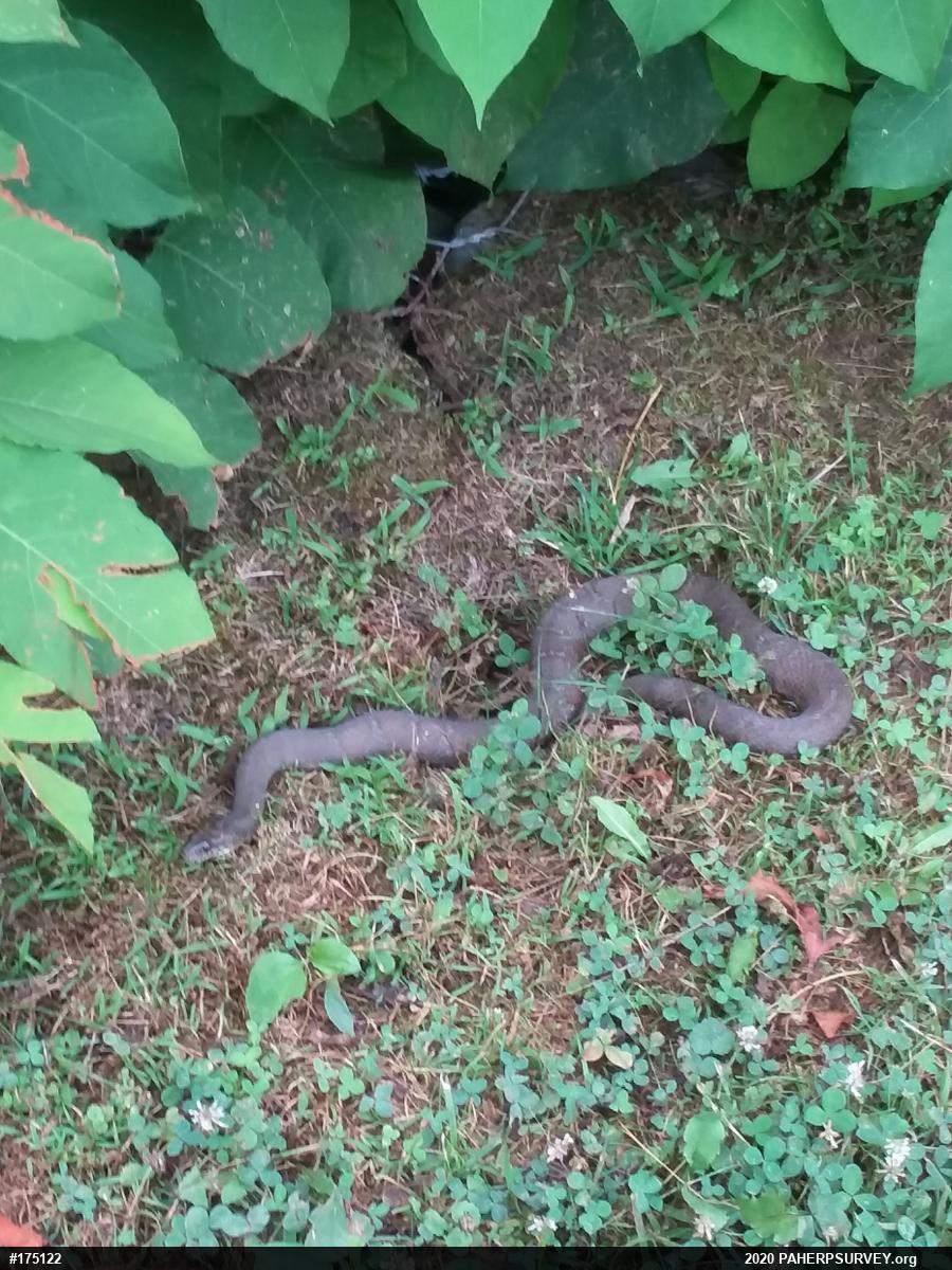 Northern Watersnake