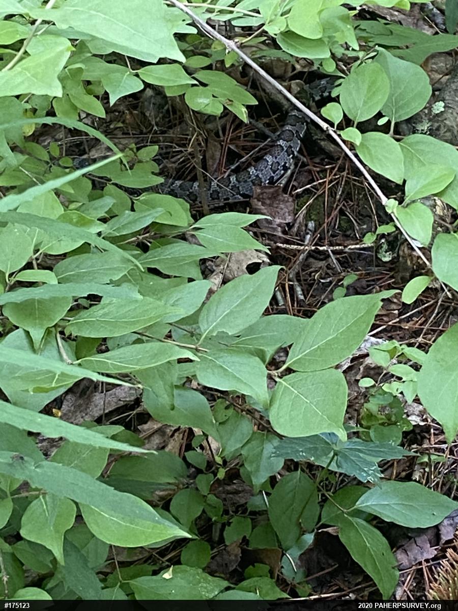 Eastern Milksnake