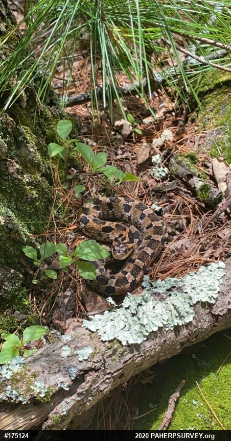 Eastern Hog-nosed Snake