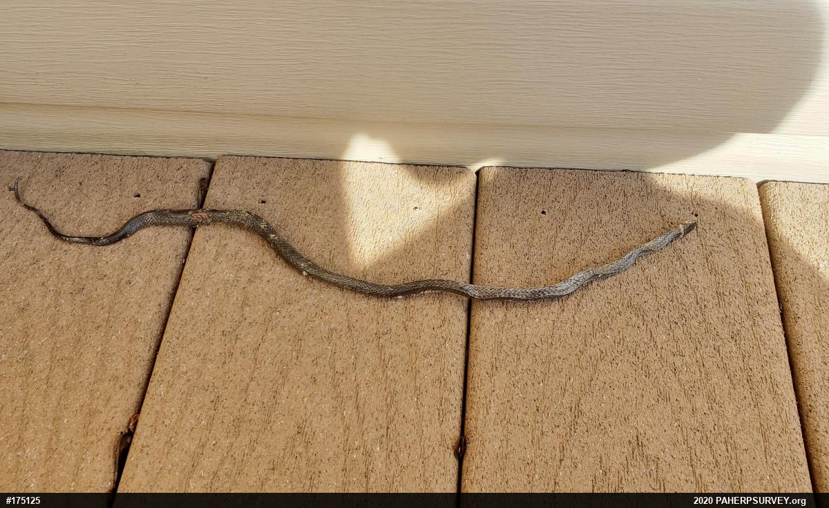 Northern Ring-necked Snake