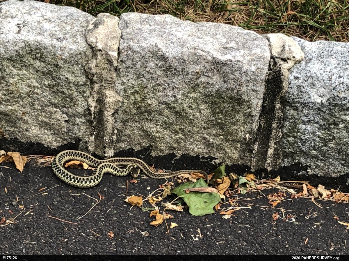 Eastern Gartersnake