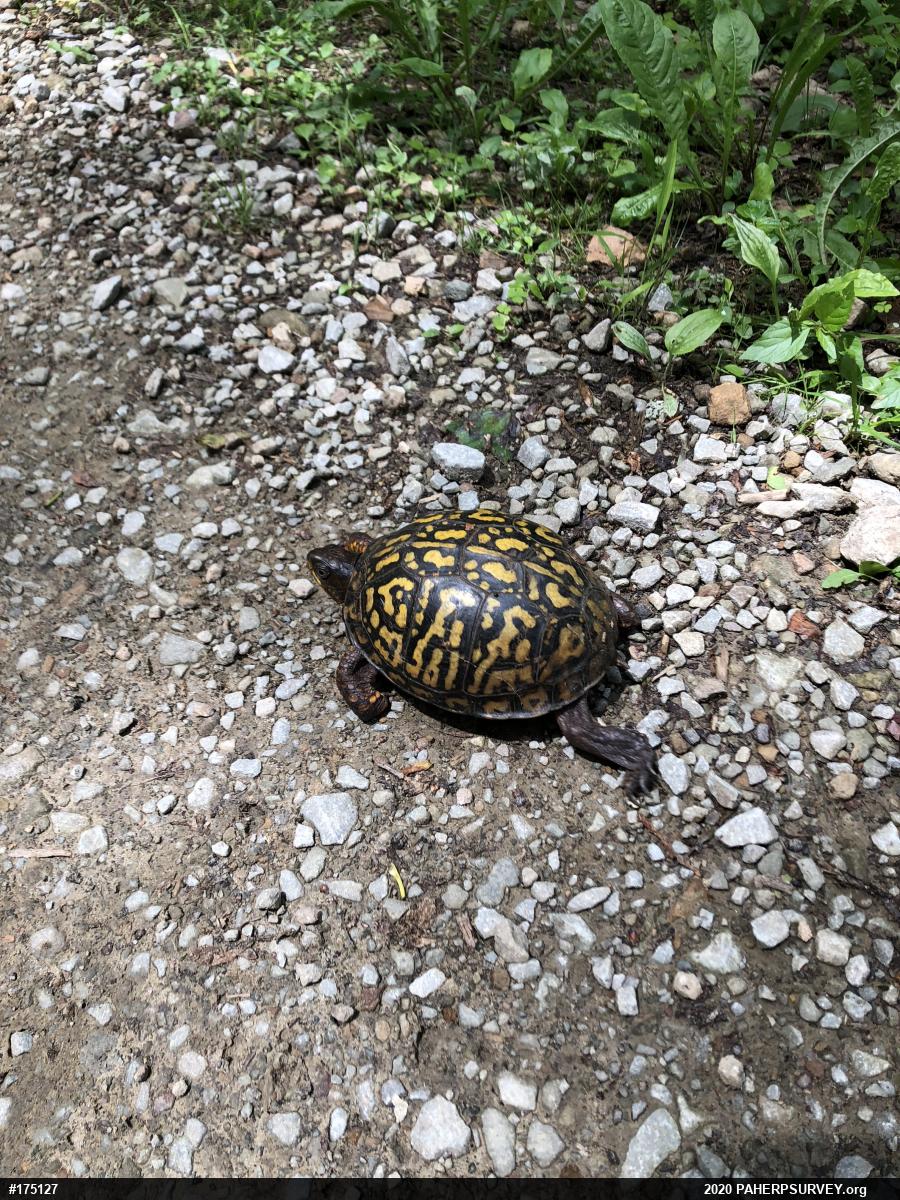 Eastern Box Turtle