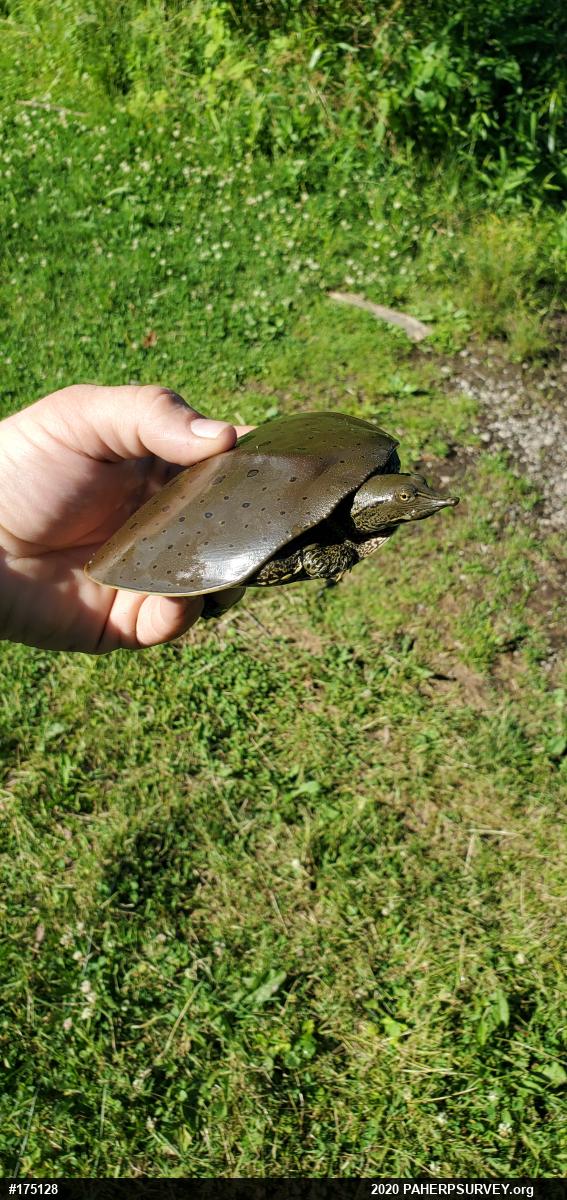 Eastern Spiny Softshell