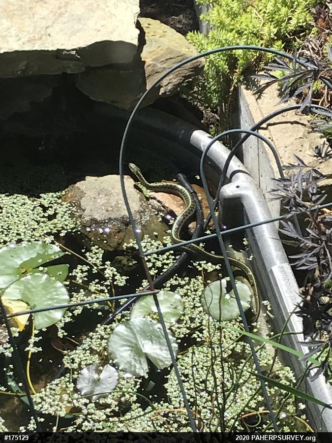 Eastern Gartersnake