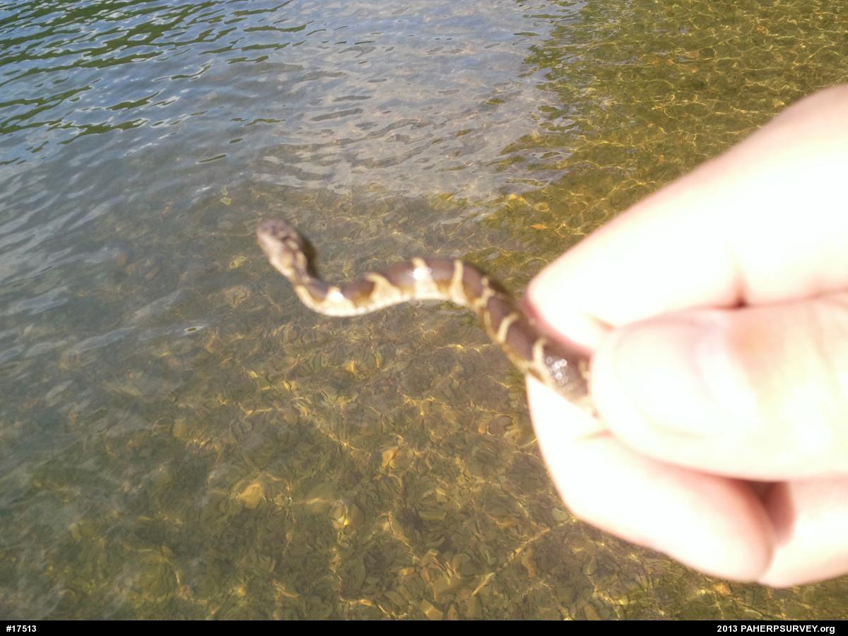 Northern Watersnake