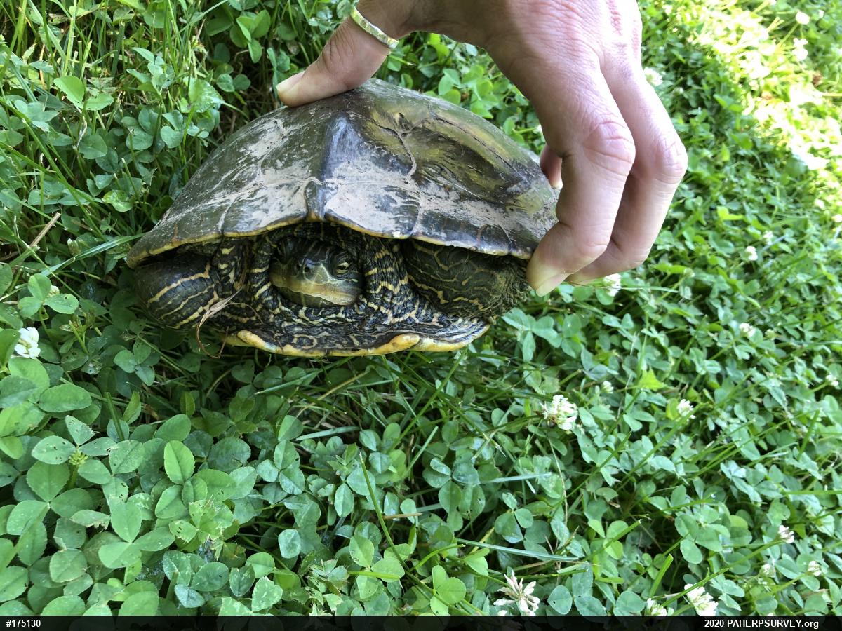 Northern Map Turtle