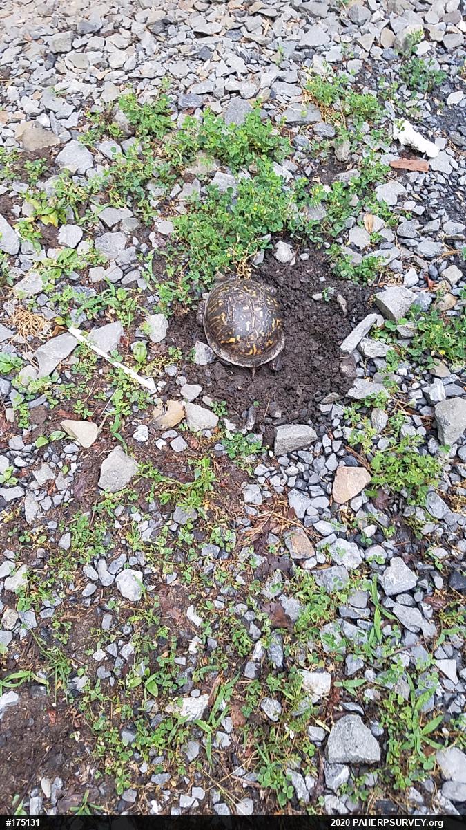 Eastern Box Turtle