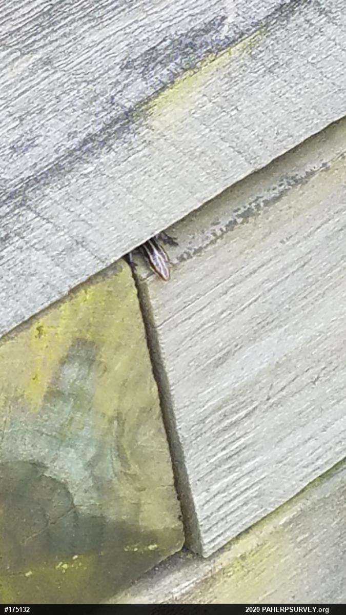 Common Five-lined Skink