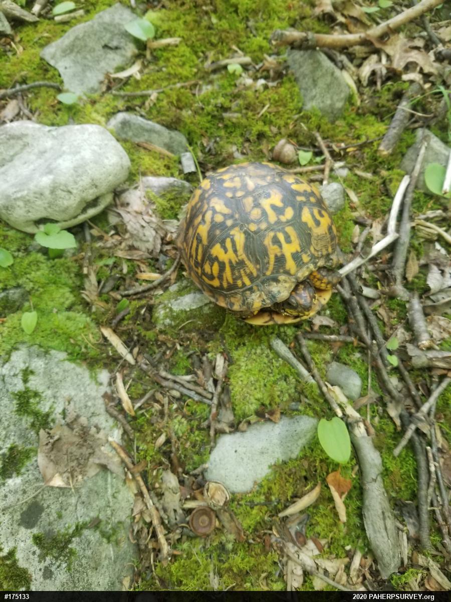 Eastern Box Turtle