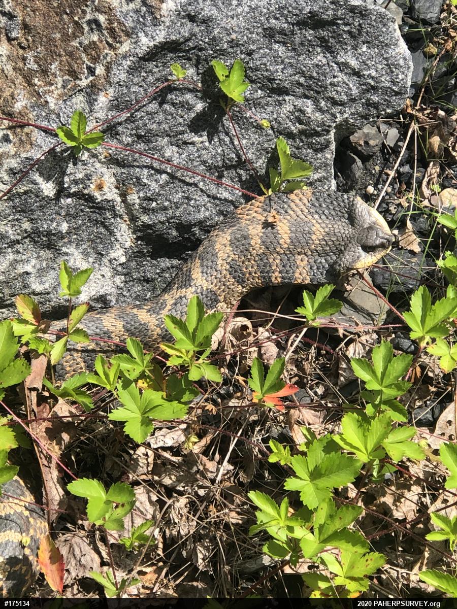 Eastern Hog-nosed Snake