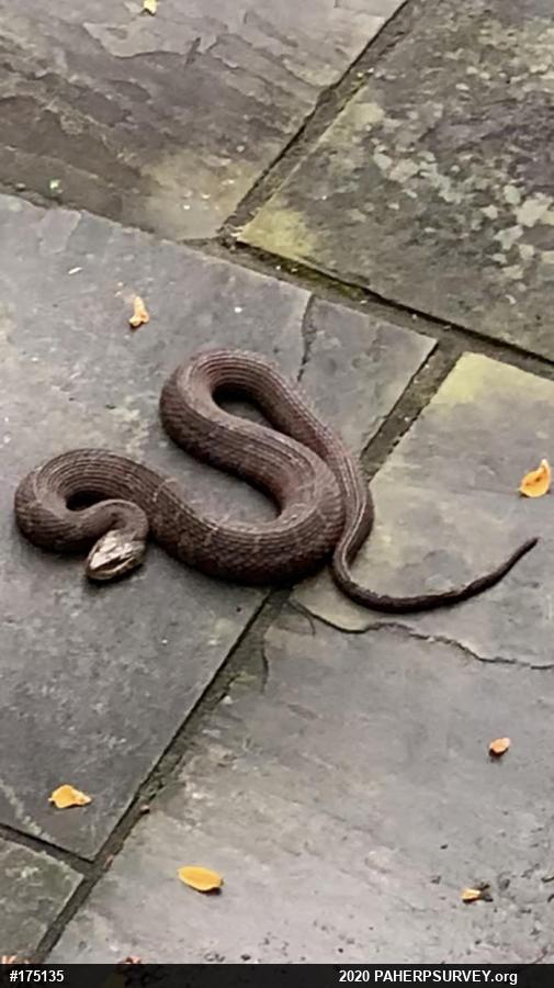 Northern Watersnake