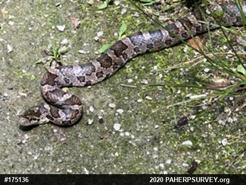 Eastern Milksnake