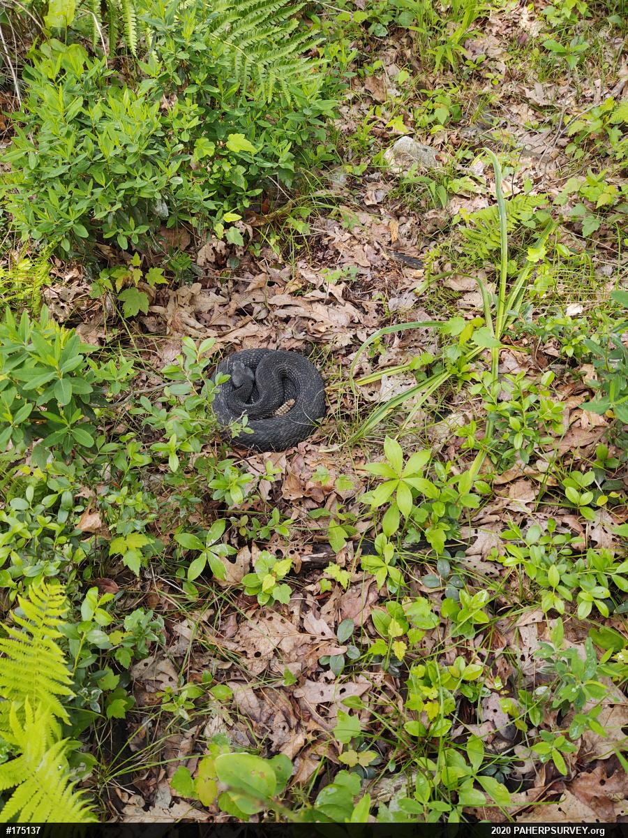 Timber Rattlesnake