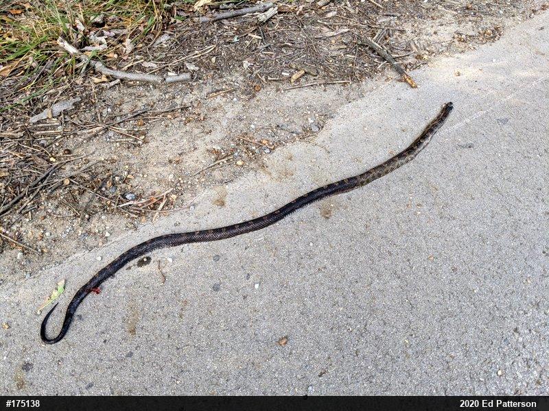 Eastern Ratsnake