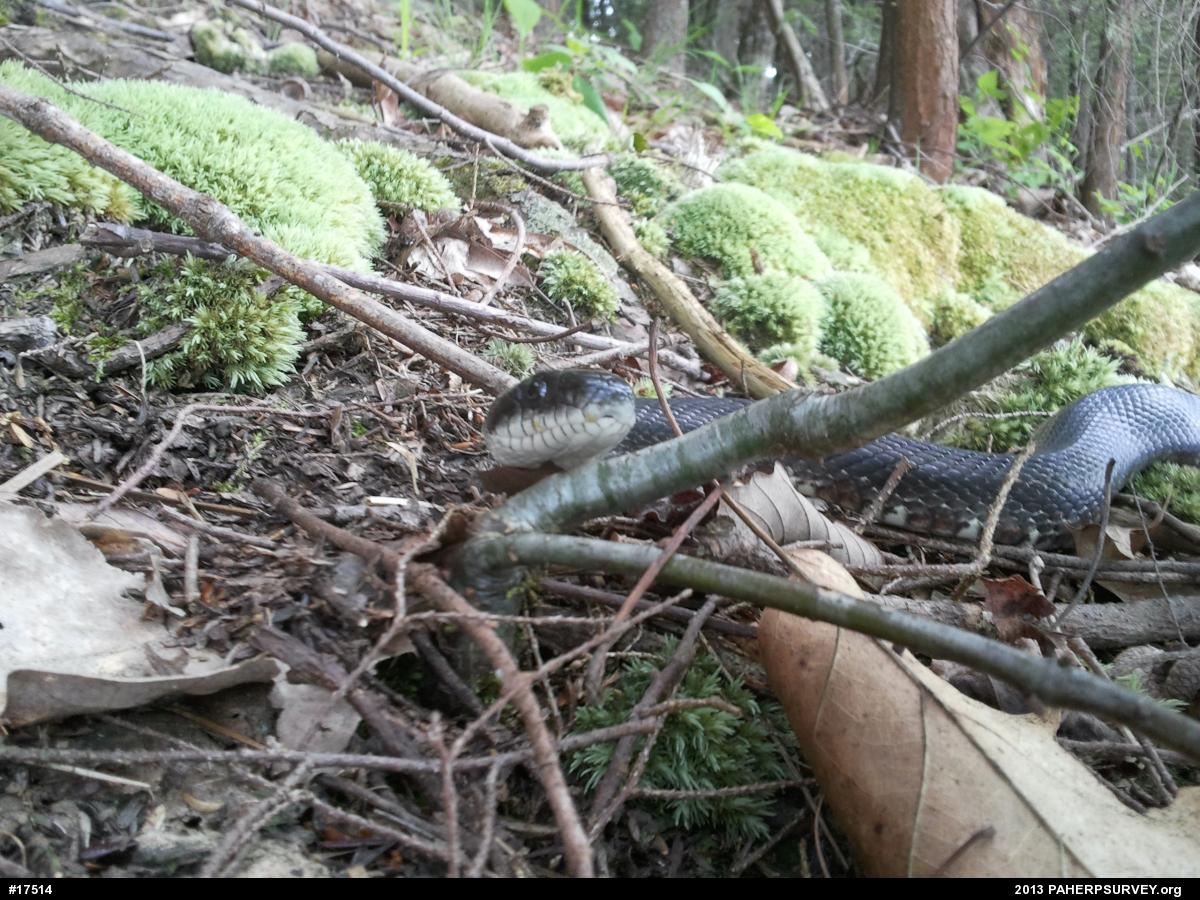 Eastern Ratsnake