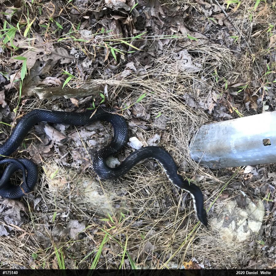 Eastern Ratsnake