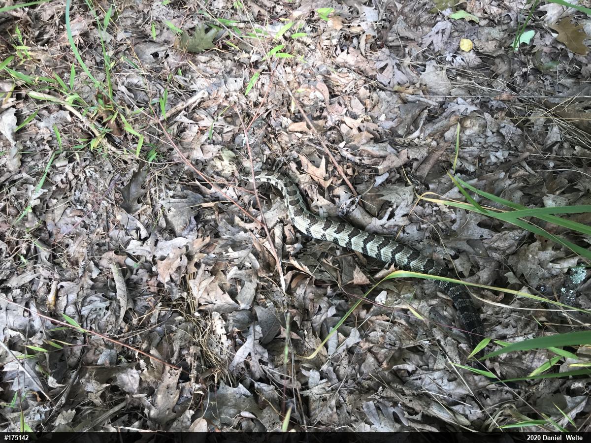 Timber Rattlesnake