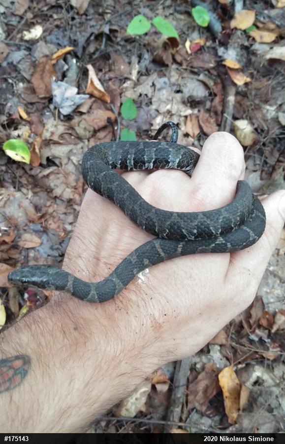 Northern Watersnake