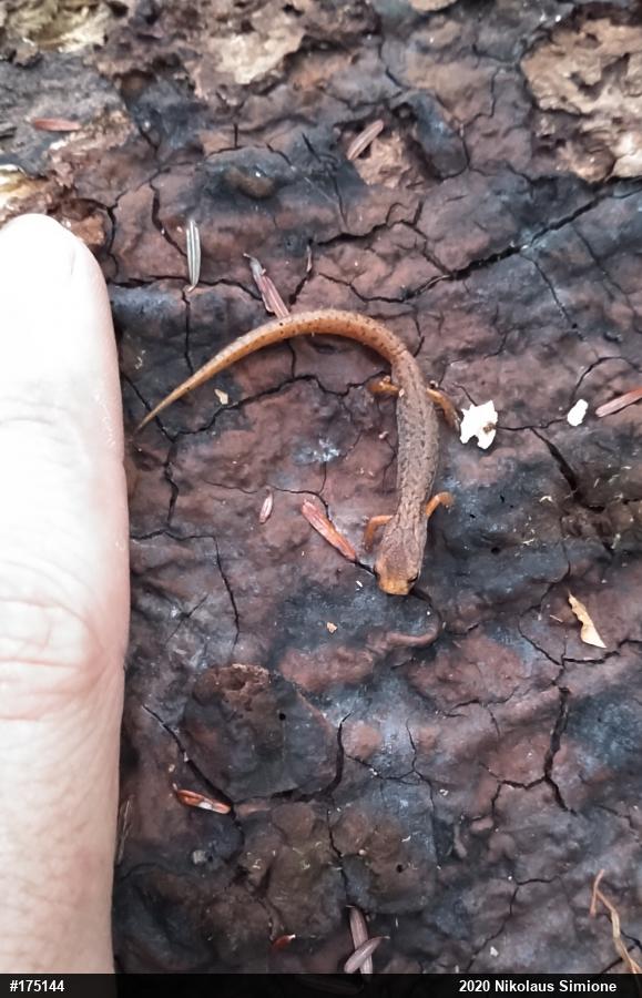 Four-toed Salamander