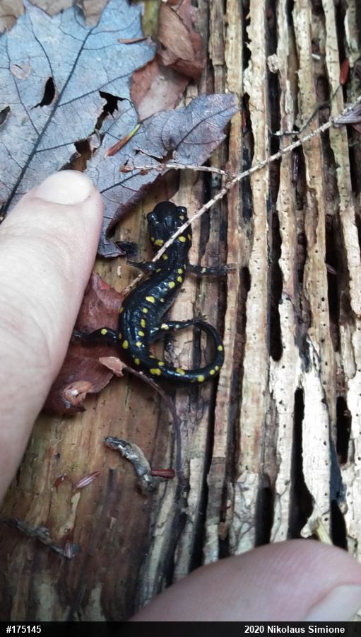Spotted Salamander