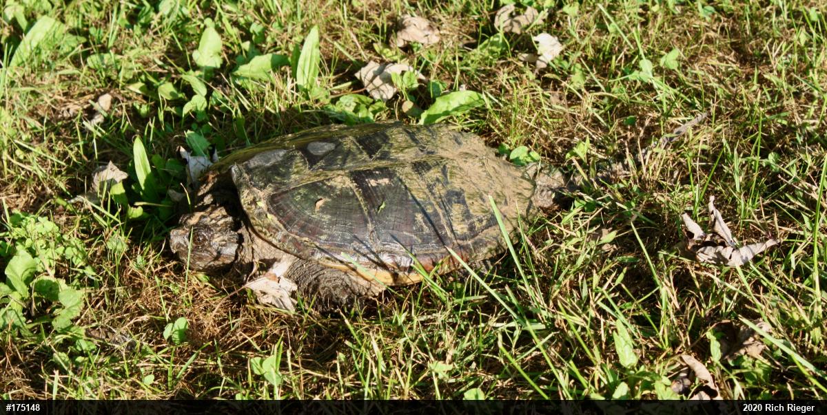 Snapping Turtle