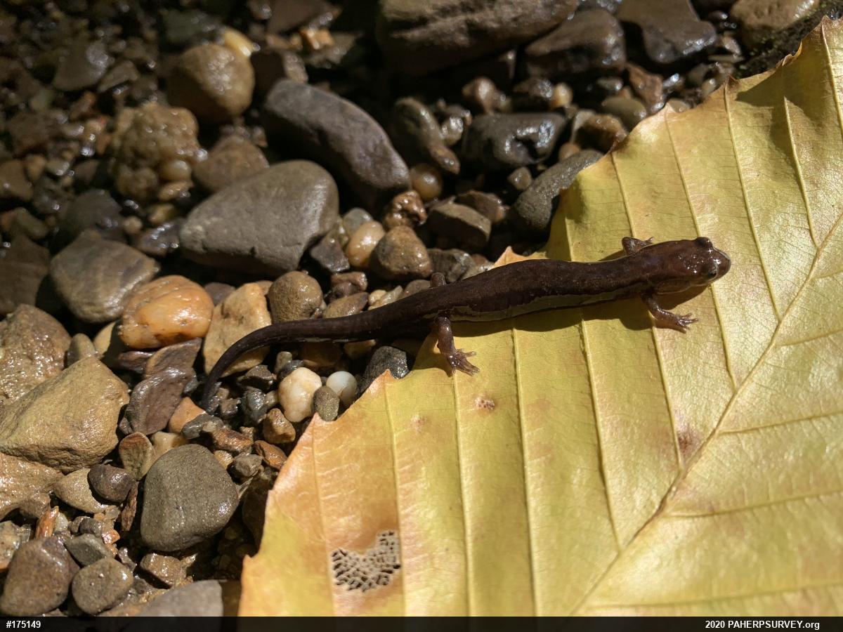 Allegheny Mountain Dusky Salamander