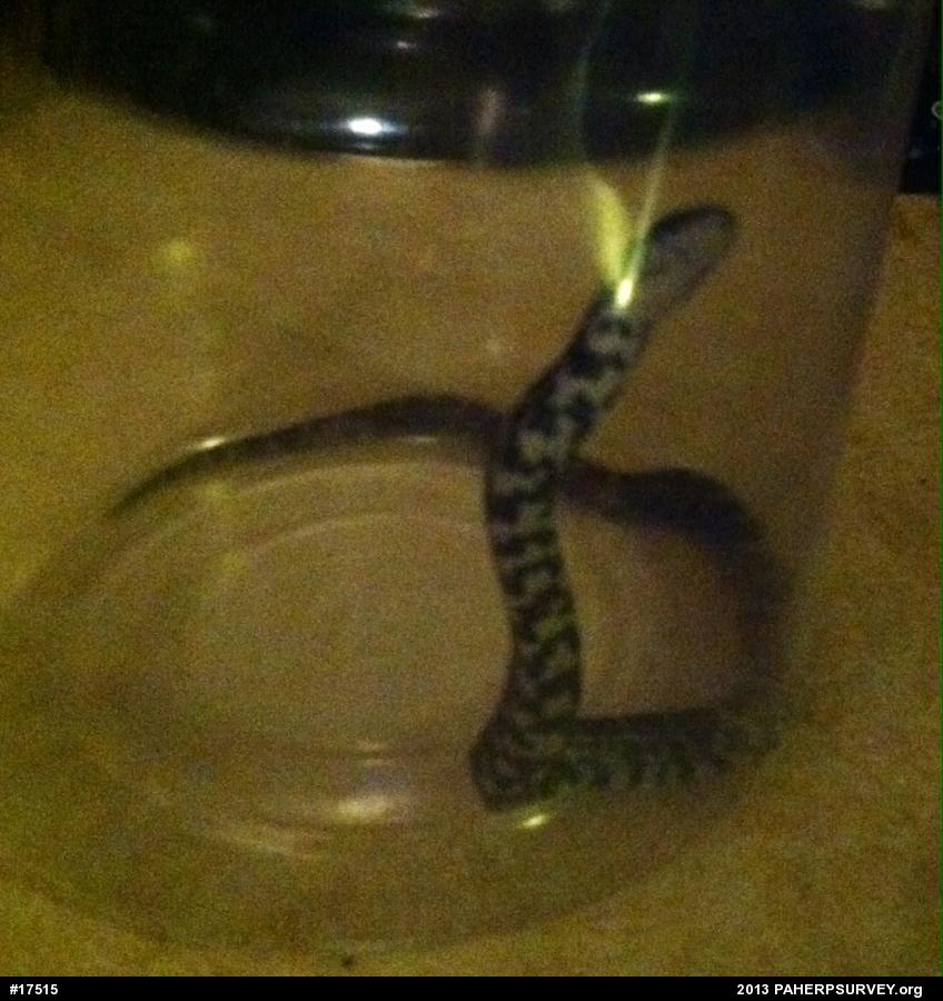 Eastern Milksnake