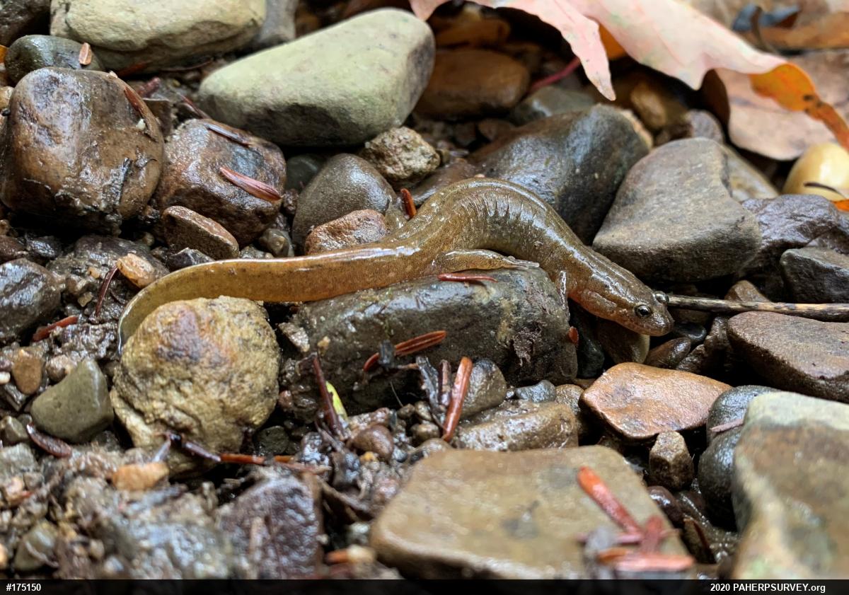 Northern Dusky Salamander