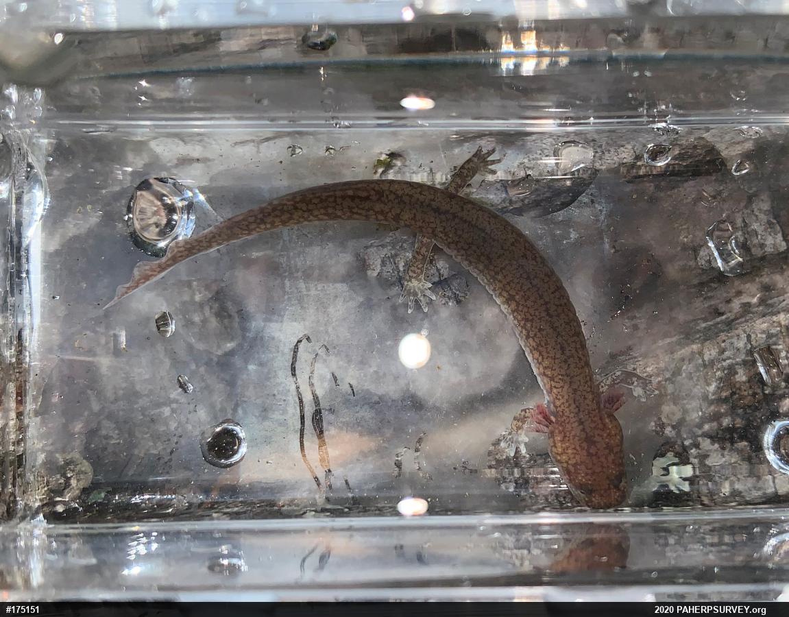 Northern Spring Salamander