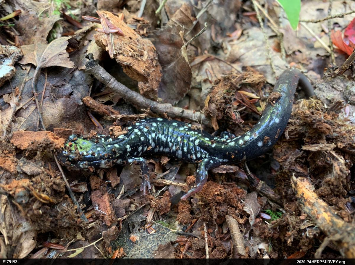 Northern Slimy Salamander